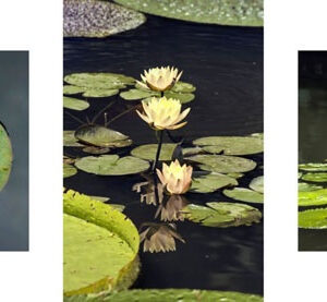 Lotus Flower Trio