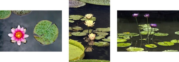 lotus flower photo printable set three