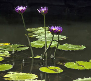 Purple Lotus Flowers