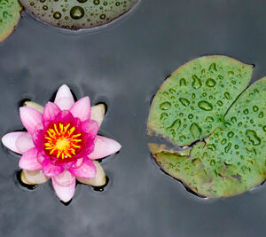 Pink Lotus Flower