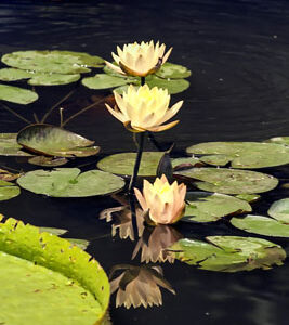 Yellow Lotus Flowers