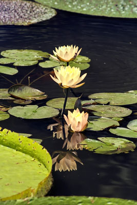 Yellow Lotus Flowers